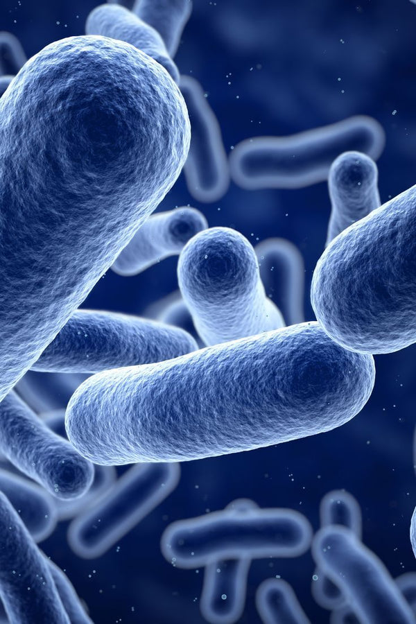 Gut Health in 2026: Why Your Microbiome Is the New Frontier of Wellness